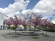 Kirschblütenallee in Neuperlach (Foto: Martin Schmitz)